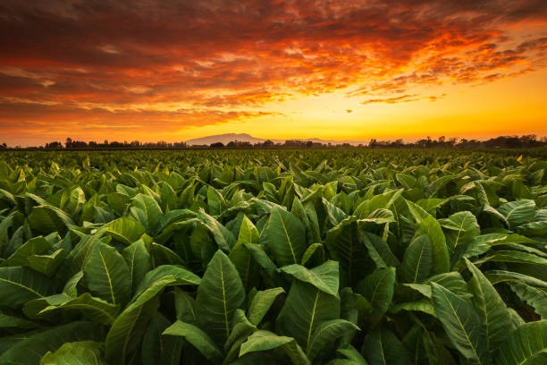 Tobacco field at sunset