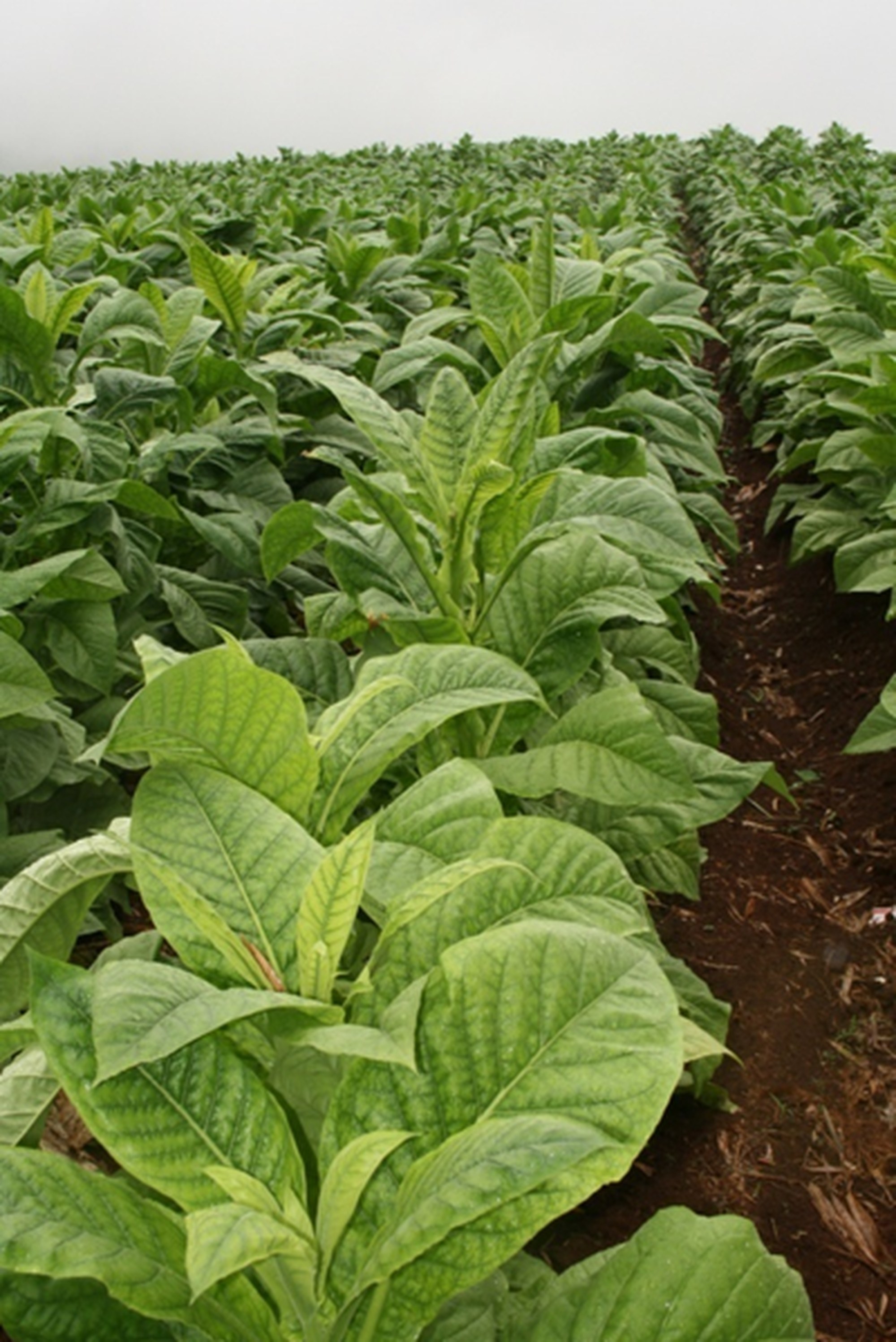 Tobacco field