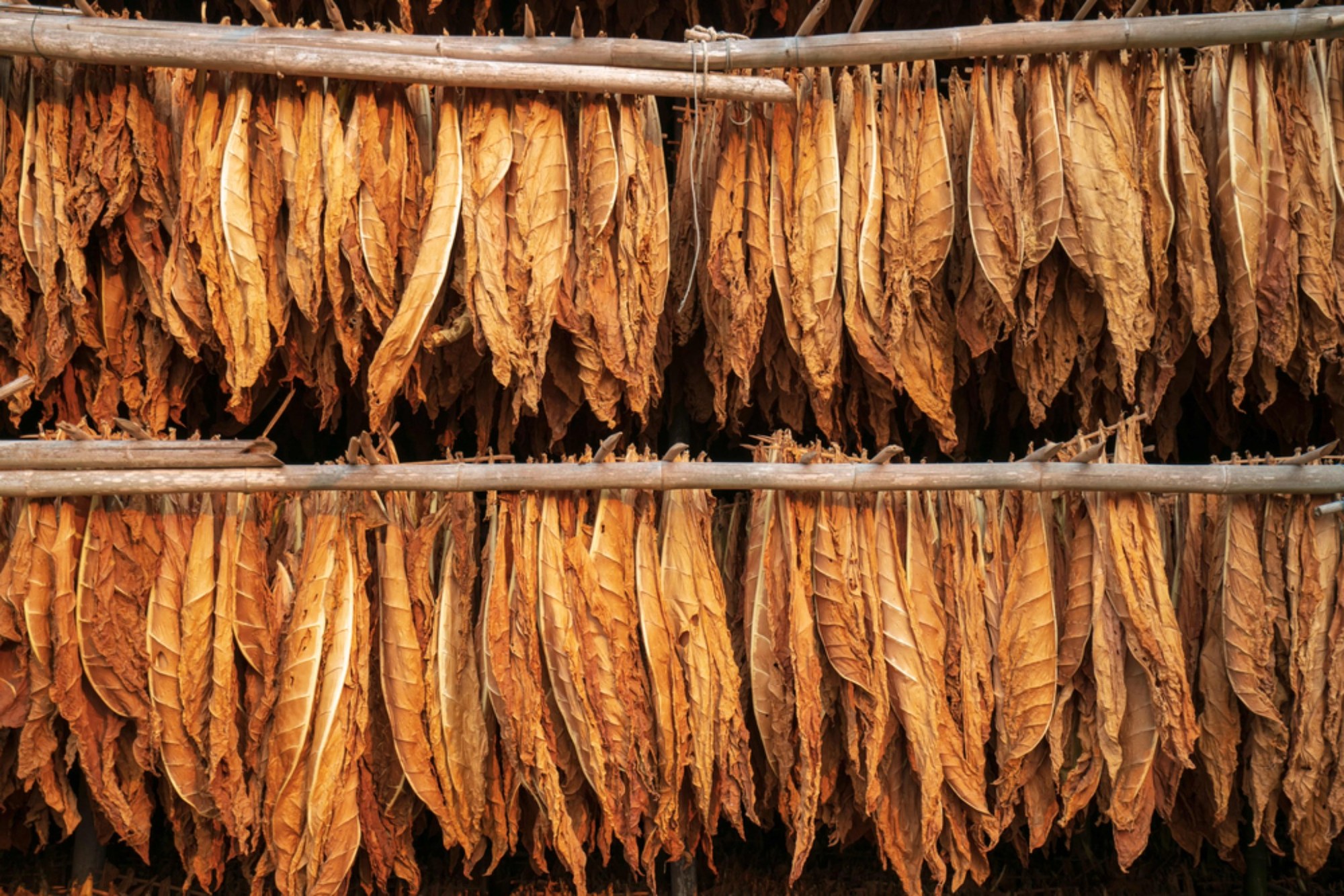 Dried tobacco leaves