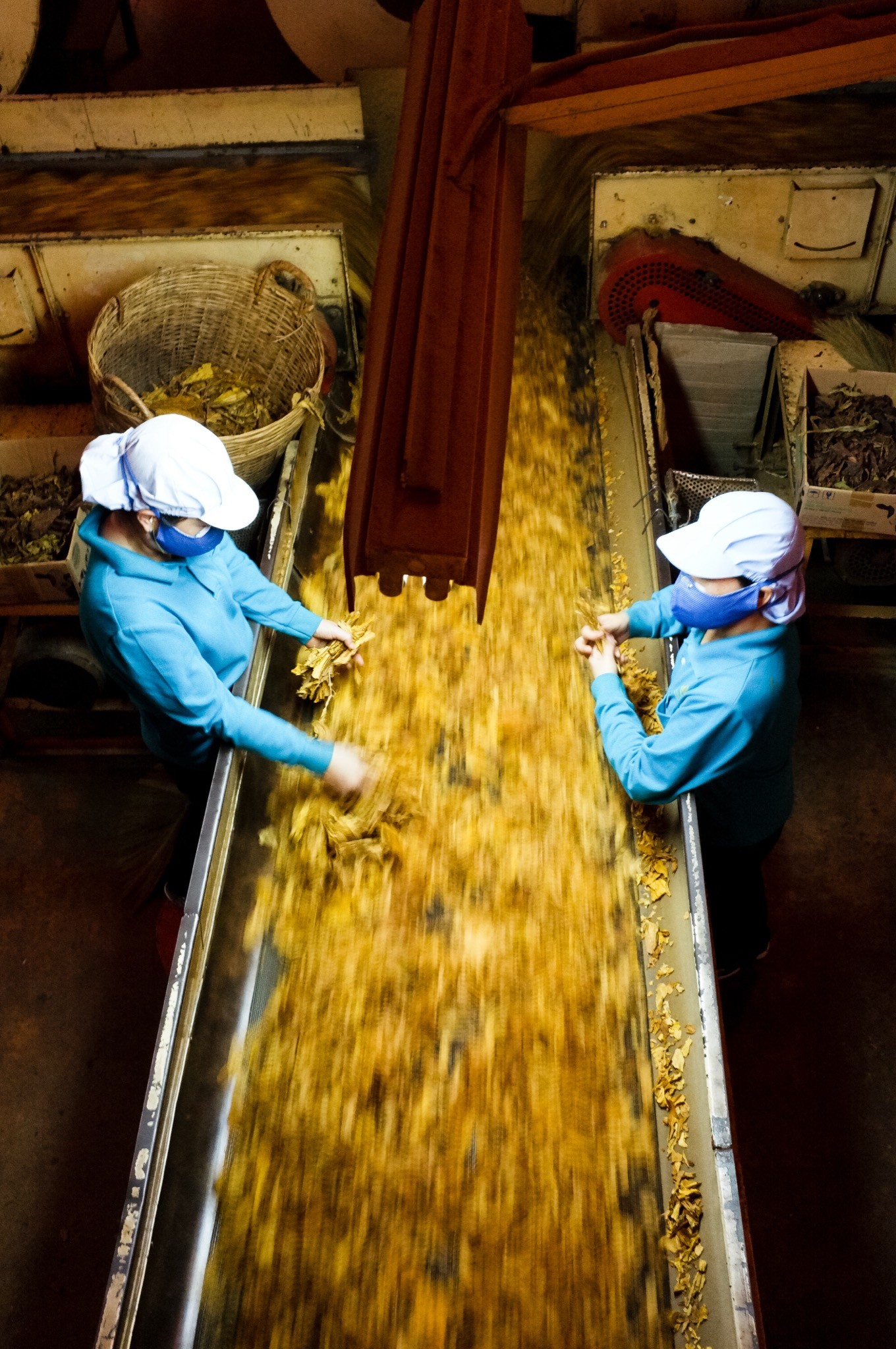 Tobacco processing line