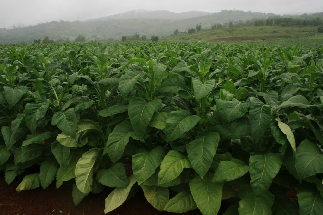 Green tobacco field