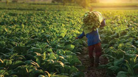 Tobacco harvesting field