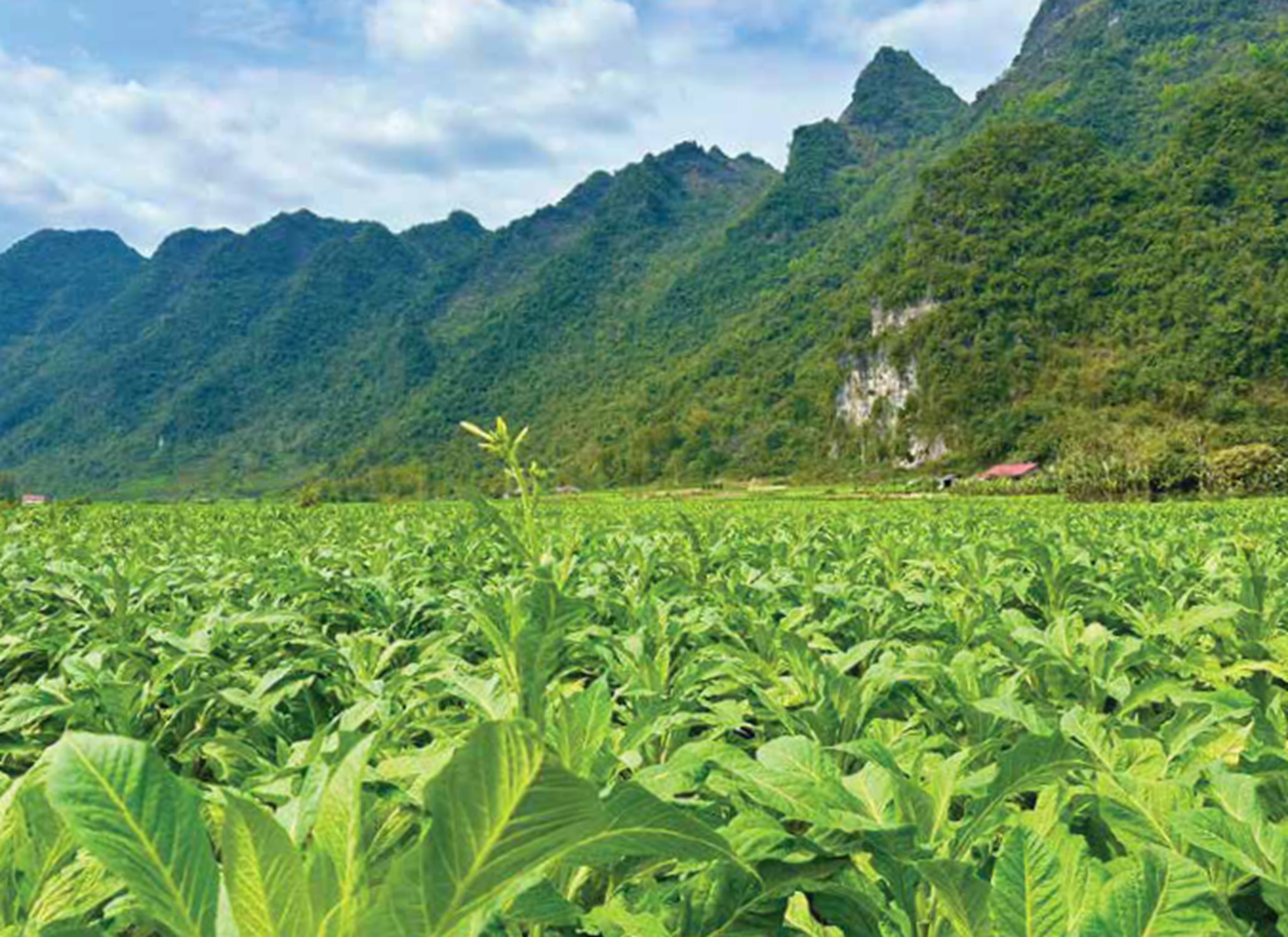 Tobacco field and mountains